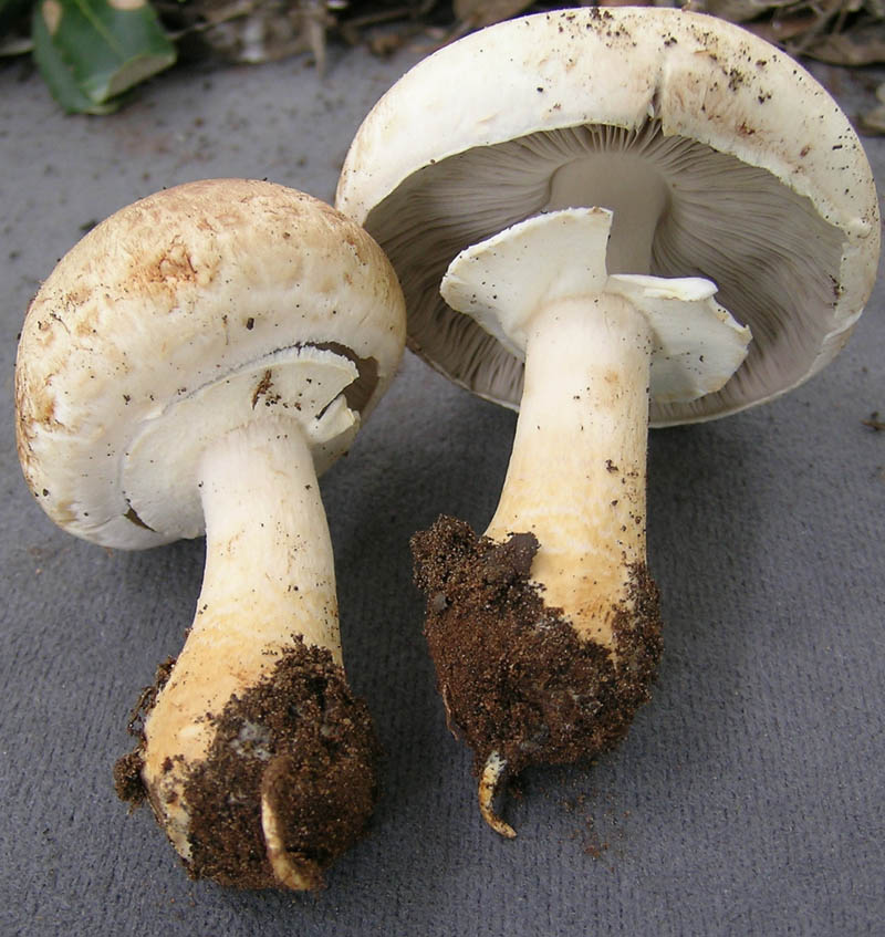 Agaricus bresadolanus (=A. romagnesii).